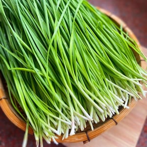 Puede incluir: Primer plano de una cesta tejida llena de cebollino fresco y verde brillante. El cebollino tiene hojas largas y delgadas con tallos blancos en la base. La cesta es de material tejido marrón claro, con un fondo borroso.