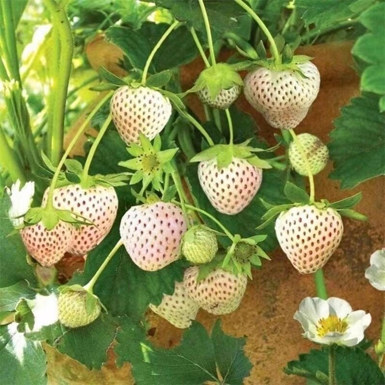 May include: Close-up of a strawberry plant with several ripe, white strawberries with pink speckles. The strawberries are surrounded by green leaves and stems, with a few unripe green berries and white flowers visible.