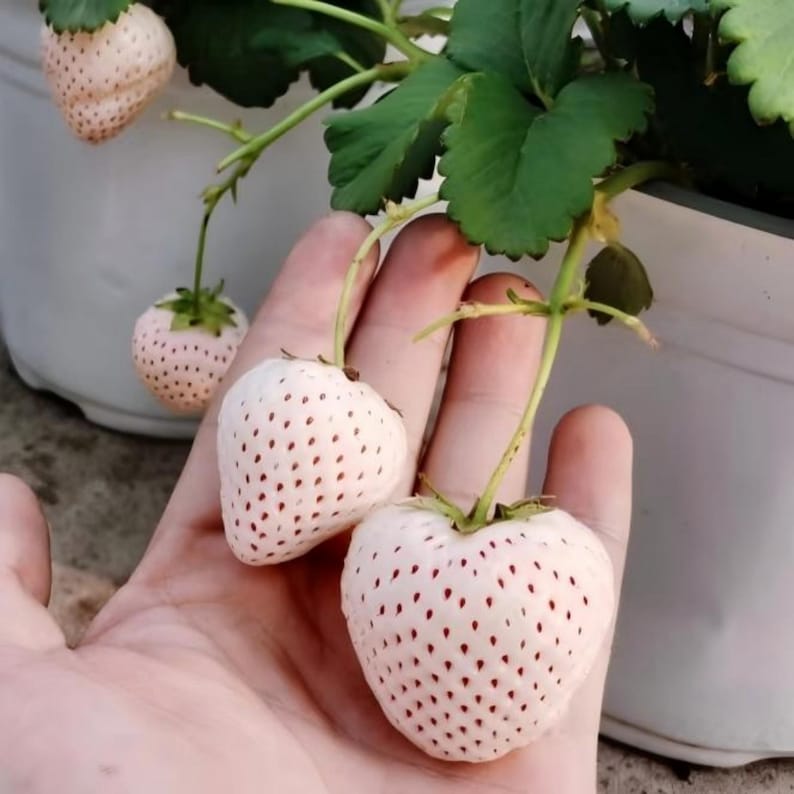 May include: Close-up of white strawberries with red seeds, held in a hand. The strawberries are heart-shaped and growing on a plant with green leaves. The background is a white pot.
