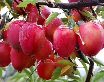 May include: Close-up of a tree branch laden with ripe, red apples. The apples are glistening with water droplets, suggesting recent rain. Green leaves provide a contrasting backdrop to the vibrant red fruit. The image captures the freshness of the harvest.