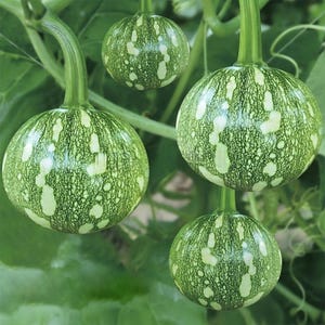 May include: Image of several small, round gourds with green and white mottled patterns. The gourds are attached to green stems and surrounded by green leaves. The gourds have a smooth, shiny surface.