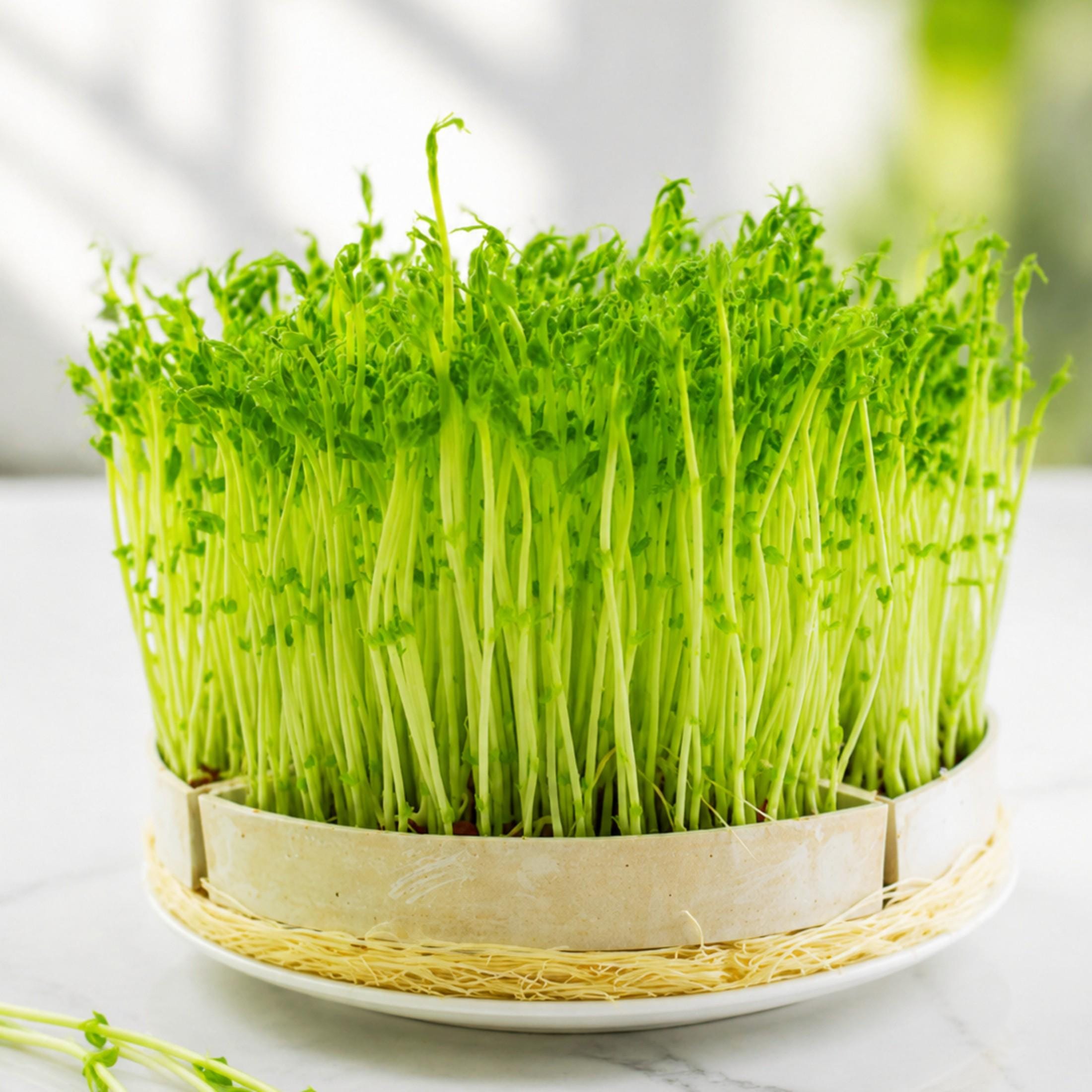 10 Pea Shoot Seeds Non-GMO Heirloom Vegetable Garden Seeds