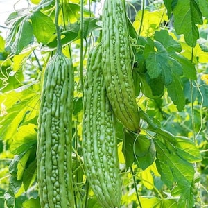 Puede incluir: Primer plano de varias calabazas amargas verdes colgando de vides con hojas verdes grandes. Las calabazas tienen una textura rugosa y acanalada y son de un color verde vibrante. El fondo está lleno de más follaje verde y luz solar.