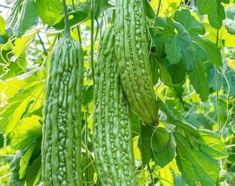 5 semillas de melón amargo / No transgénicas / Semillas de huerto de hortalizas tradicionales