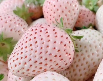 Puede incluir: Primer plano de varias fresas blancas con un ligero rubor rosado y hojas verdes. Las fresas tienen pequeñas semillas rojas y una superficie ligeramente texturizada. La imagen está bien iluminada, resaltando la fruta fresca y madura.