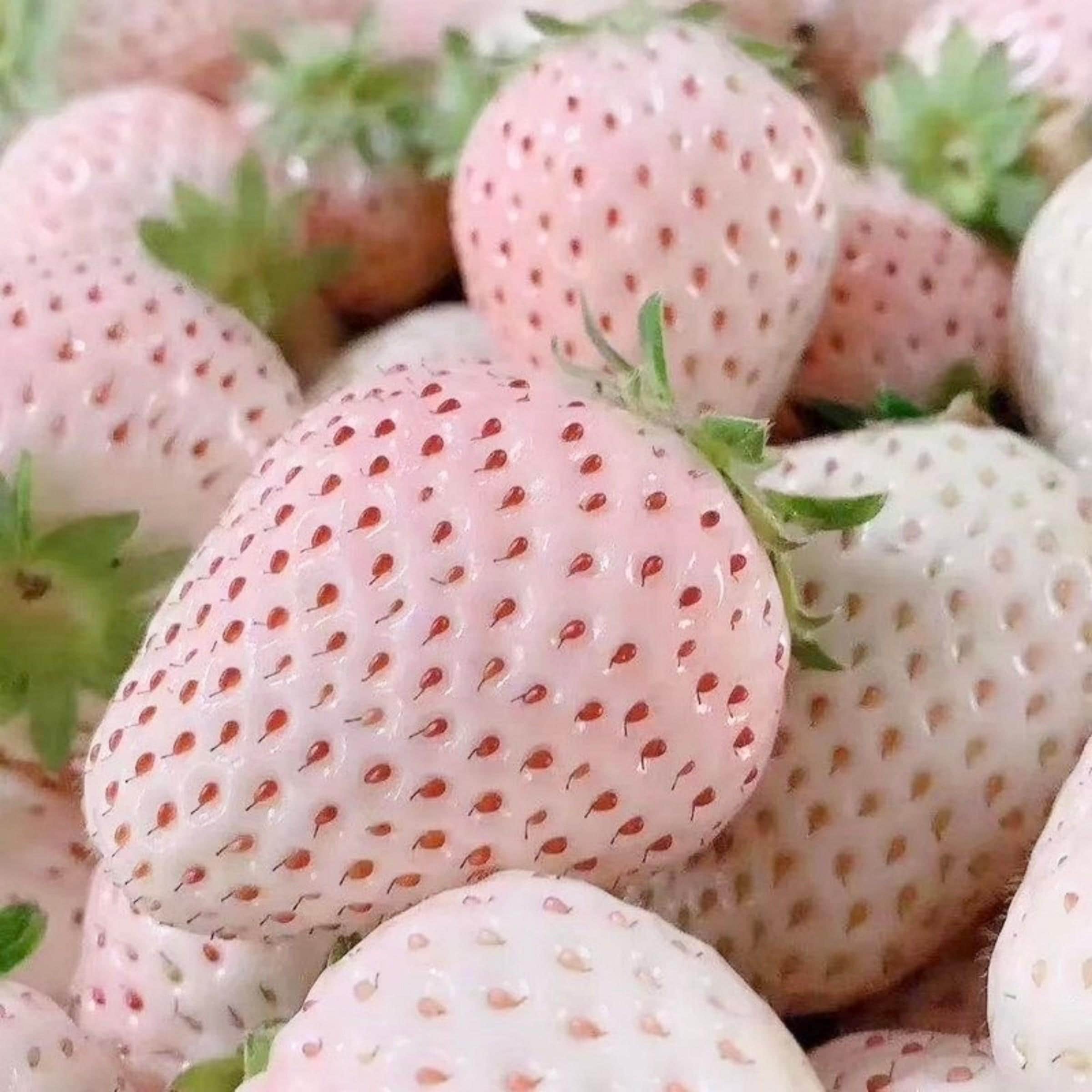 Pineberry seeds - Etsy 日本