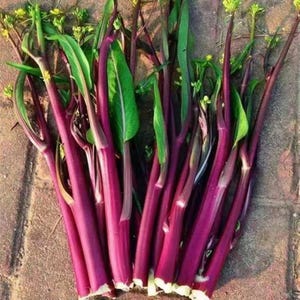 May include: A bunch of fresh vegetable stalks with vibrant purple stems and long, pointed green leaves. The stalks are smooth and cylindrical, featuring small yellow flower buds at the tips. The base of each stalk is white where it was cut.