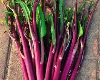 50 Red Choy Sum-zaden | GGO-vrij | Heirloom moestuinzaden