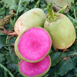 May include: Several watermelon radishes with pale green outer skins and vibrant magenta interiors. One radish is sliced in half horizontally, revealing a bright pink circular flesh with a thin light green ring near the edge and green leafy tops.