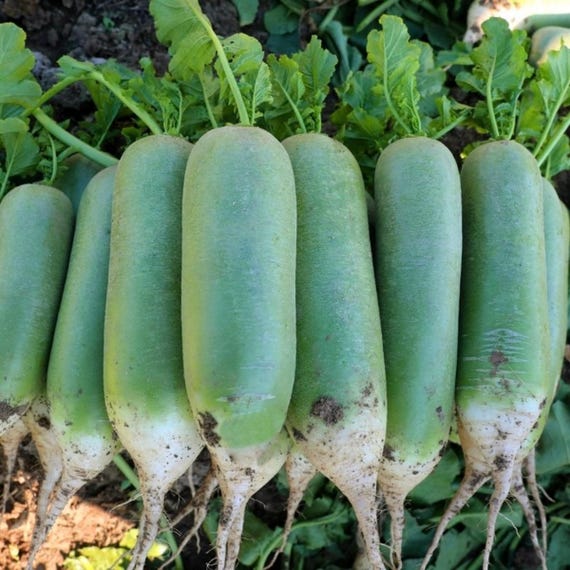 30 Green Meat Radish (Green Top Radish) Seeds | Non-GMO  | Heirloom Vegetable Garden Seeds