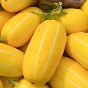 Peut inclure: Gros plan sur plusieurs courges jaunes, chacune avec une bande centrale jaune pâle. Les courges oblongues sont lisses et regroupées. Certaines ont des tiges vertes. Image d'une récolte de produits frais.