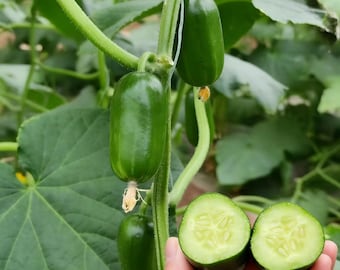 5 Mini Cucumber (Baby Cucumber) Seeds | Non-GMO Open Pollinated | Heirloom Vegetable Garden Seeds