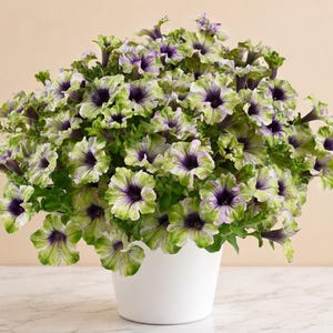 Pode incluir: Uma planta petúnia em vaso com numerosas flores em forma de trombeta com centros roxo-escuros que transitam para bordas franzidas em verde-limão e branco. A planta está contida num vaso cilíndrico de plástico branco simples.