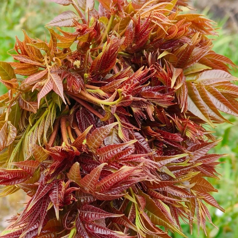 Op de afbeelding: Een close-up van een bundel verse, roodbruine bladeren met een paar groene bladeren. De bladeren hebben een textuur en zijn gegroepeerd. De achtergrond is een vage groene kleur.