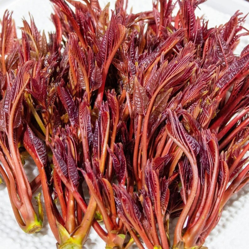 Op de afbeelding: Een close-up van een bundel verse, roodkleurige eetbare plantenscheuten. De scheuten hebben een levendige rood-paarse kleur met een delicate, gelaagde textuur. De stelen zijn een lichtere tint rood en groen.