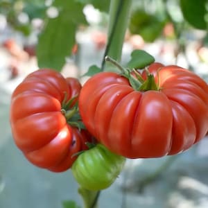 May include: Close-up of ripe, red heirloom tomatoes on the vine. The tomatoes have a ribbed texture and are a vibrant red color. A smaller, green tomato is also visible, along with green leaves and stems.