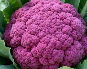40 Violetta Italia Cauliflower Seeds, Purple Cauliflower Seeds | Non-GMO Open Pollinated | Heirloom Vegetable Garden Seeds