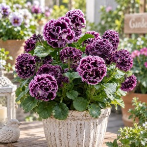 以下が含まれることがあります： 濃い紫色のフリル状の花びらと明るい紫色の縁取りを持つ花が咲く鉢植え。植物は密な緑の葉を持ち、縦の溝がある質感のあるオフホワイトの陶器製の鉢に植えられ、木製の表面に置かれています。