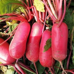 May include: A close-up shot of several vibrant, elongated red radishes with green leaves and red stems. The radishes are freshly harvested, showcasing their smooth, bright red skin and the green foliage.