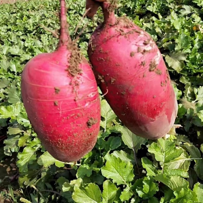 May include: Two freshly harvested red radishes with green leafy tops. The radishes are a vibrant red color with some soil clinging to their surfaces. They are oval-shaped and appear to be freshly picked from a garden.