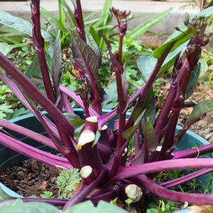 50 Red Choy Sum Seeds | Non-GMO | Heirloom Vegetable Garden Seeds image 4