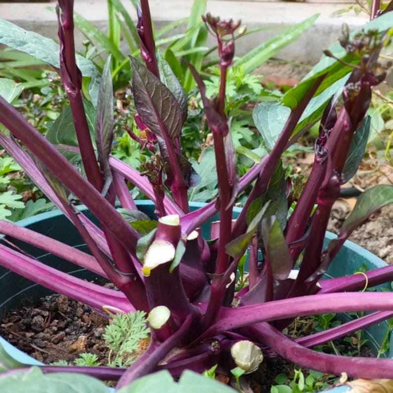 50 Red Choy Sum Seeds | Non-GMO | Heirloom Vegetable Garden Seeds image 4