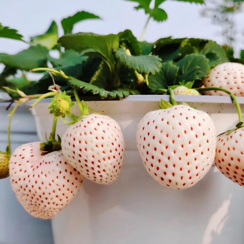 May include: Close-up of white strawberries with red seeds, growing on a plant with green leaves. The strawberries are heart-shaped and appear to be ripe. The image is taken outdoors in natural light.