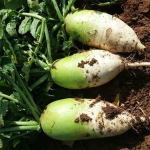 May include: Three daikon radishes with white and green bodies rest on brown soil, surrounded by green leaves. The radishes are partially covered in soil, showing their fresh, natural state.
