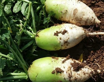 以下が含まれることがあります： 白と緑色のボディを持つ大根が3つ、茶色の土の上にあり、緑の葉に囲まれています。大根は部分的に土で覆われており、新鮮で自然な状態を示しています。