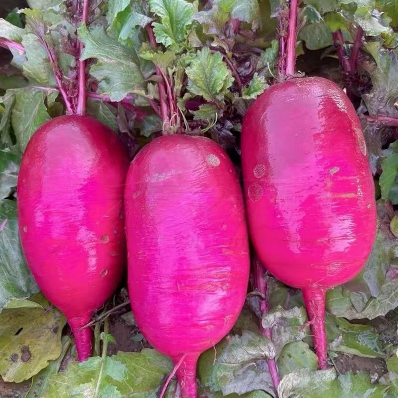 May include: Three vibrant, elongated radishes with a deep magenta hue are displayed. Each radish has a smooth, glossy surface and a slender, pointed root. Green leaves and stems are visible in the background, suggesting a fresh harvest.