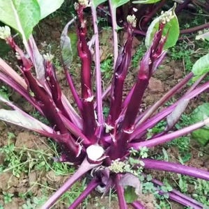50 Red Choy Sum Seeds | Non-GMO | Heirloom Vegetable Garden Seeds image 3