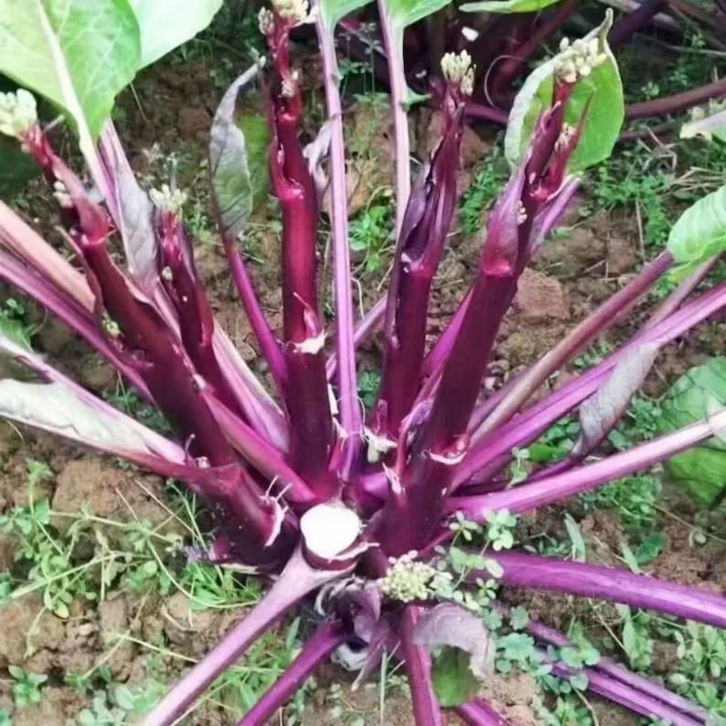 50 Red Choy Sum Seeds | Non-GMO | Heirloom Vegetable Garden Seeds image 3