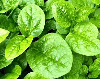 20 Malabar Spinach (Basella alba) Seeds  | Non-GMO | Heirloom Vegetable Garden Seeds