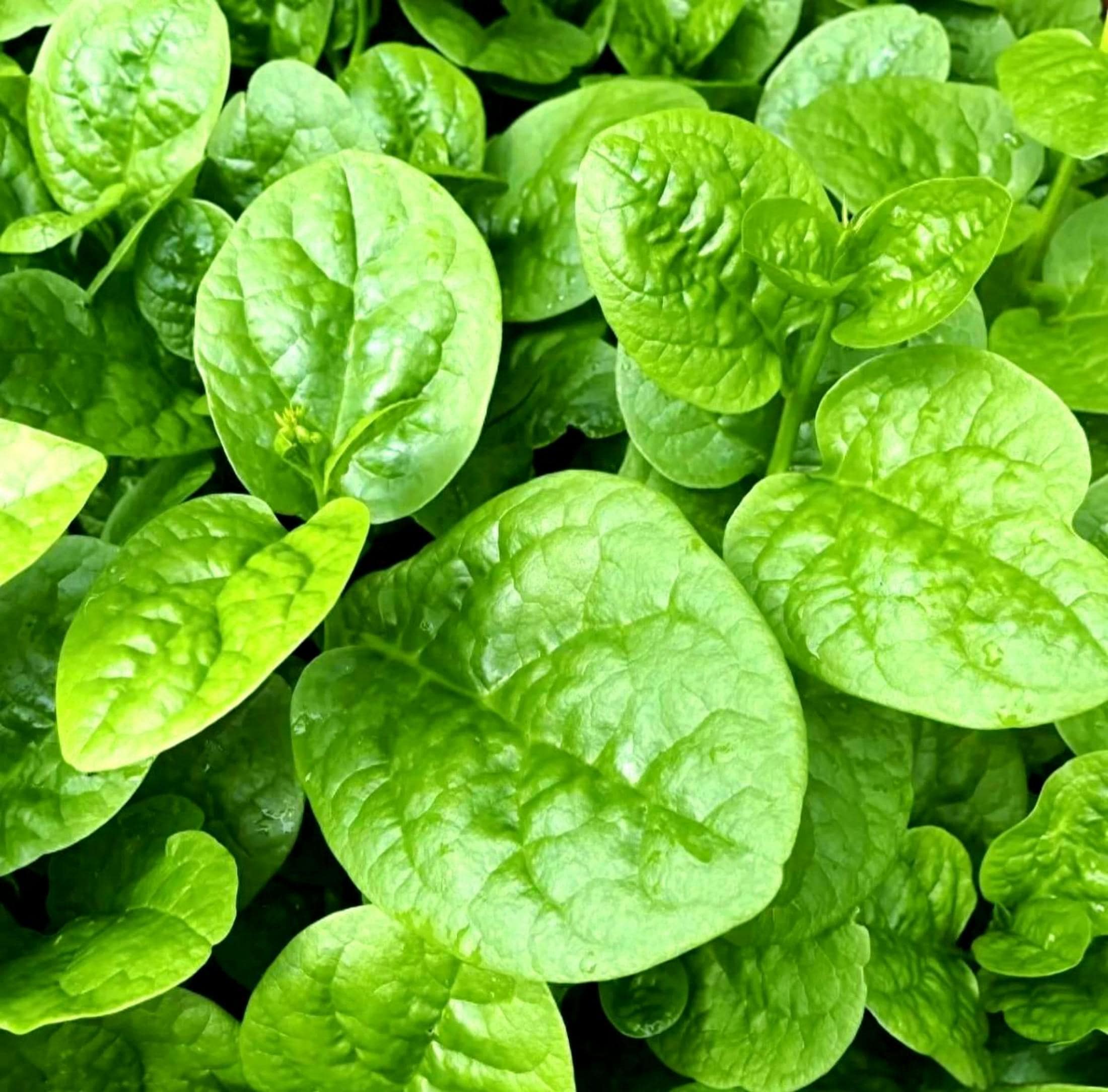 20 Malabar Spinach (Basella alba) Seeds Non-GMO Heirloom Vegetable Garden Seeds