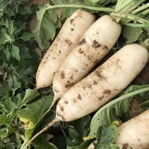 May include: A close-up shot of several white daikon radishes with dirt markings, lying among green leaves. The radishes have long, tapered shapes and are partially covered in soil. The image highlights the fresh produce.