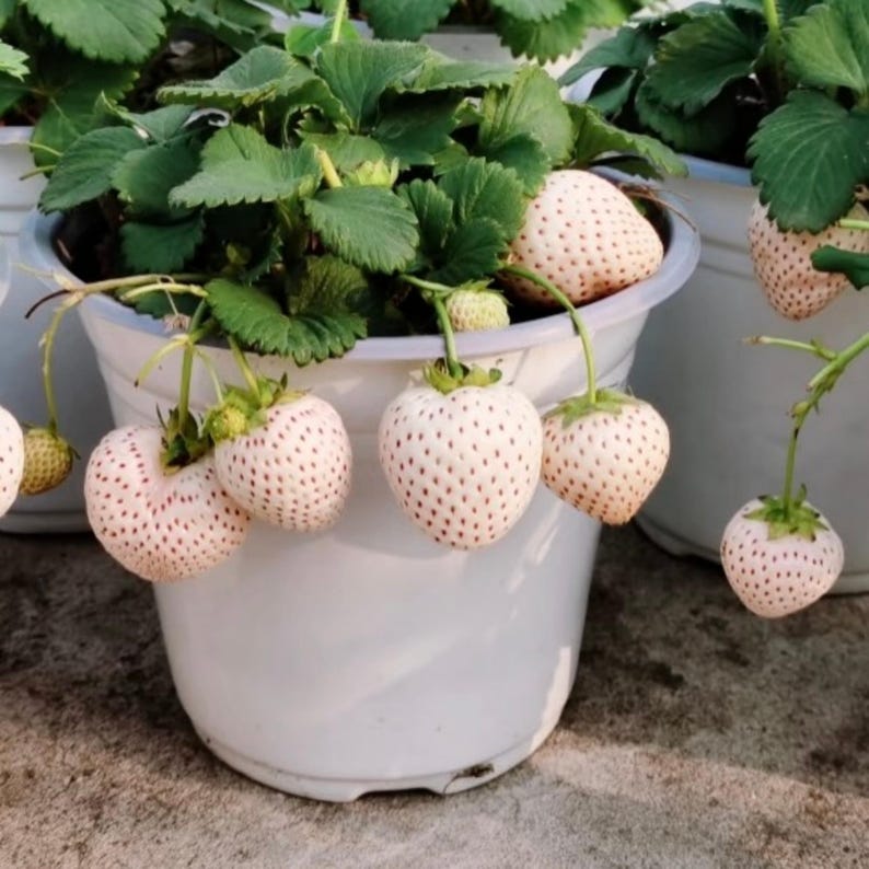 May include: White strawberries with pink seeds and green stems grow in a white pot. The plant has green leaves. The strawberries are heart-shaped and have a unique appearance. The pot is sitting on a concrete surface.