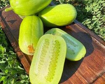 5 semillas de pepino manzana cristal / No transgénicas / Semillas de huerto de hortalizas tradicionales