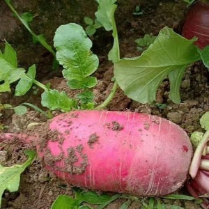 May include: A freshly harvested, elongated radish with a vibrant pink hue, partially covered in soil. Green leaves and stems are visible, emerging from the earth. The radish is a root vegetable, ready for culinary use.