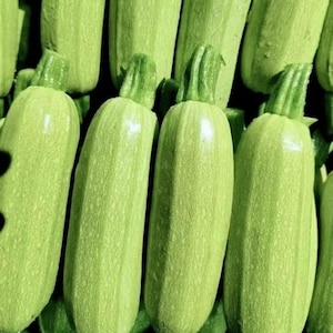 10 nasion cukinii włoskiej | Bez GMO | Nasiona warzyw heirloom
