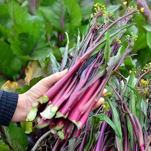 May include: A bunch of freshly harvested purple flowering kale stalks with vibrant magenta stems and green leaves. The stalks feature small yellow flower buds at the tips, showcasing a distinct contrast between the deep purple stalks and green foliage.