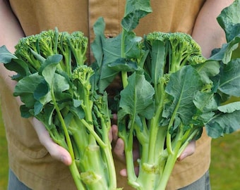 30 broccolizaden | GGO-vrij | Heirloom moestuinzaden
