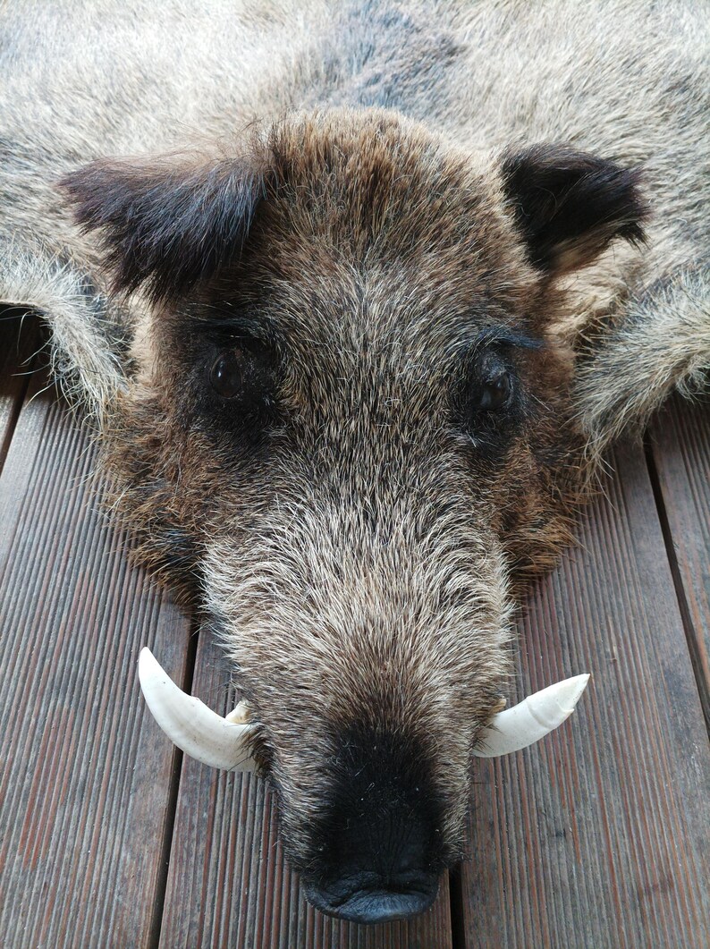 Hog Skin Rug Large Giant Wild Hog Boar Skin Pelt Area Rug Carpet Home Decor Natural ...