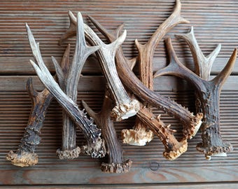 Roe Deer Antlers Dog Chew Toy, Natural Mineral Treat (Set of 20, 16-20cm )