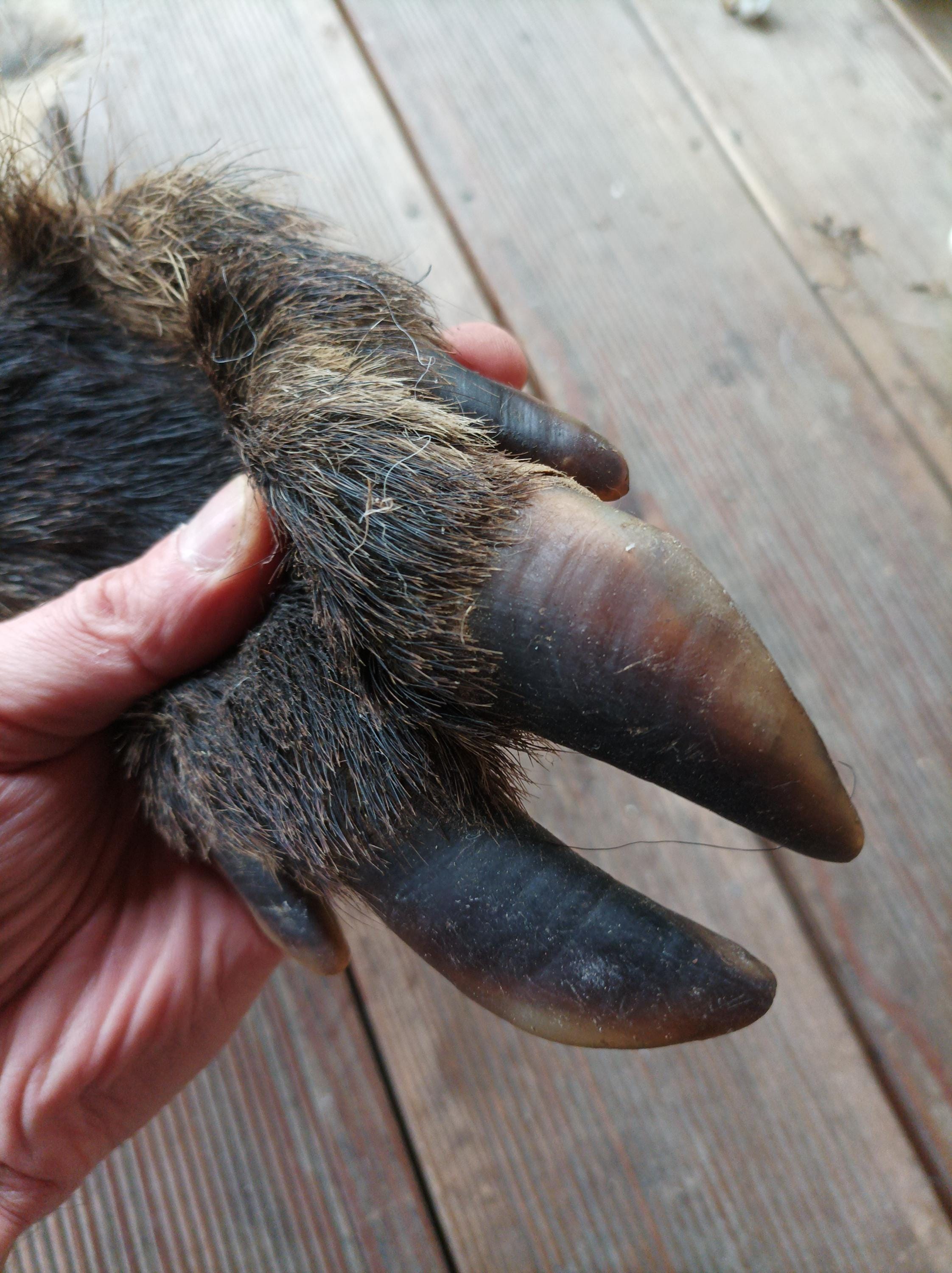 Hog Skin Rug Large Giant Wild Hog Boar Skin Pelt Area Rug Carpet Home Decor Natural ...
