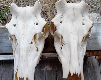 2 red deer (cervus elaphus) taxidermy skulls teeth fangs charms pendants jewellery making