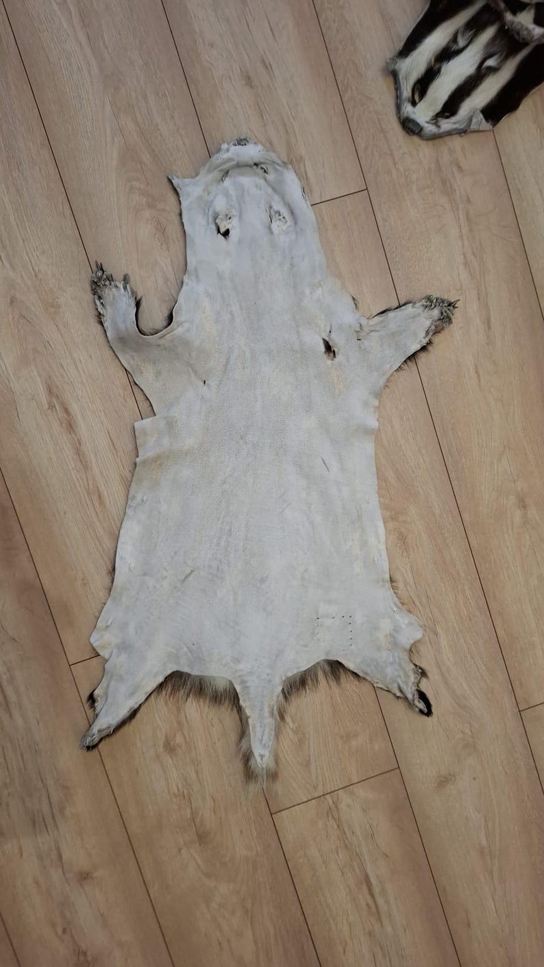 Wild Badger Pelt Skin Hide Fur Taxidermy Natural Home Decor Area Rug - Etsy