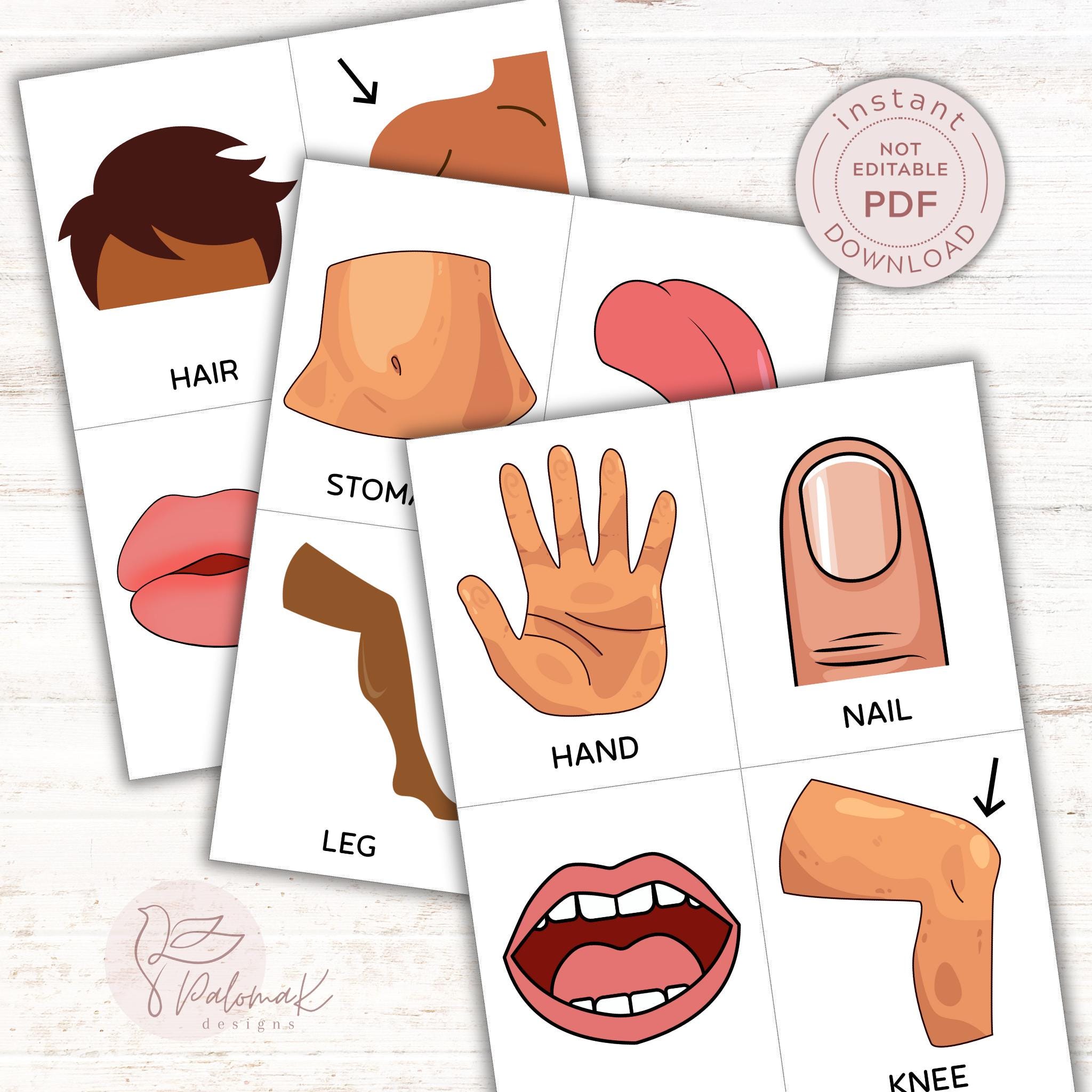 Printable Human Body Parts Flashcards (PDF Download) - Etsy