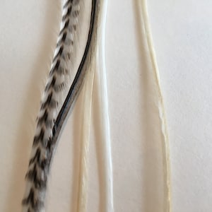 May include: A close-up of three feathers, one with black and white stripes, and two white feathers.