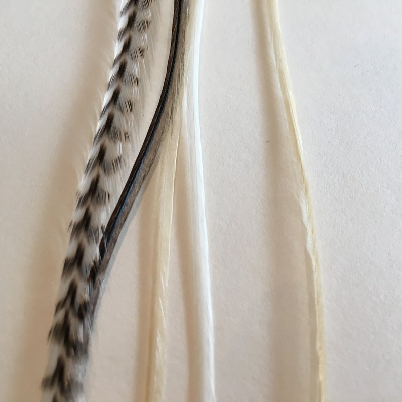 May include: A close-up of three feathers, one with black and white stripes, and two white feathers.
