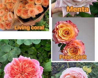 Puede incluir: Un collage de cinco variedades de rosas etiquetadas como Living coral, Menta, Free Spirit, Moulin de la Galette y Confiture. Las imágenes muestran varios tonos de rosas naranjas, rosas y lavanda con pétalos en capas y follaje verde.
